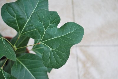 Brachychiton populneus - brachychiton topolový - detial listu